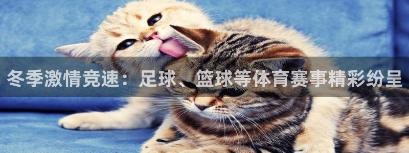 冬季激情竞速：足球、篮球等体育赛事精彩纷呈