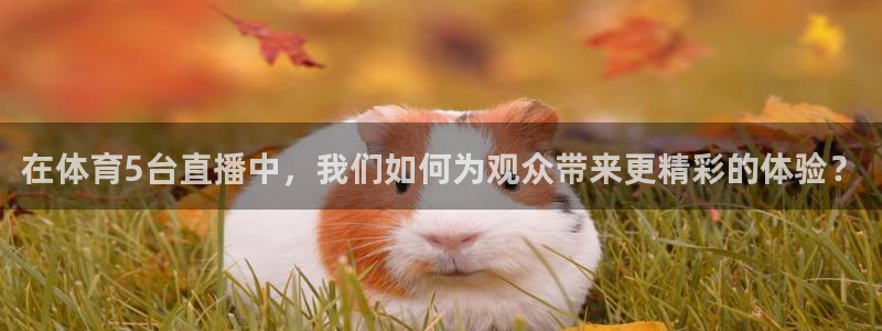 在体育5台直播中，我们如何为观众带来更精彩的体验？