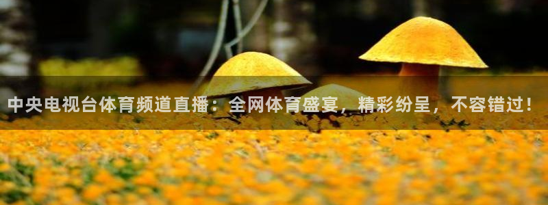 中央电视台体育频道直播：全网体育盛宴，精彩纷呈，不容错过！