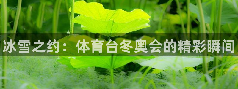 冰雪之约：体育台冬奥会的精彩瞬间